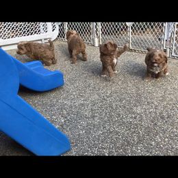 Australian Labradoodle Puppies from Gabby Jack Ranch