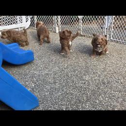 Australian Labradoodle Puppies from Gabby Jack Ranch