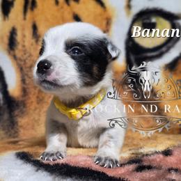 Banana - Blue male Australian Cattle Dog puppy in Silsbee, Texas from Rockin ND Ranch