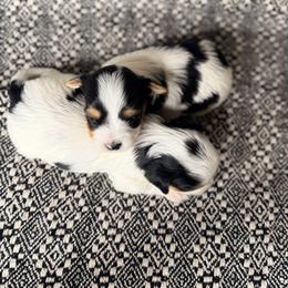 Handsome (Boy 1) - Black tan and white male Biewer Terrier puppy in Las Cruces, New Mexico from De La Rosa Biewers