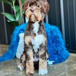 Rummy - Australian Labradoodle