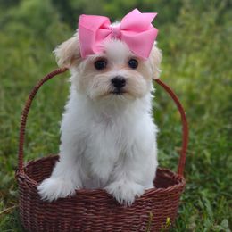 Companion Cross, Mal-Shi, Maltese, Maltipoo, Morkie, and Shih Tzu Puppies from Seeking Shalom Acres Maltese, Maltipoos & Havamalts