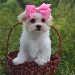 Companion Cross, Mal-Shi, Maltese, Maltipoo, Morkie, and Shih Tzu Puppies from Seeking Shalom Acres Maltese, Maltipoos & Havamalts