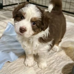 Miniature American Shepherd Puppies from Greenwood Acres Kennel