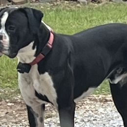 Boxers from BlueridgeBoxers