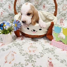 Imani - Lemon and white female Basset Hound puppy in Bellaire, Ohio from Blessed Bassets