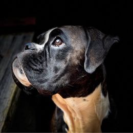 Boxer Puppies from Atelier Boxers