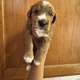 Chester - Red male Australian Labradoodle puppy in Walnut Creek, California from Pawfect Doodles