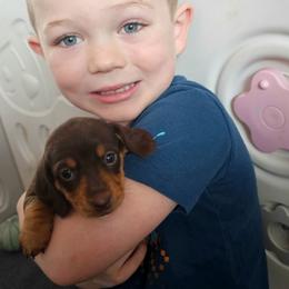 Brownie - Chocolate and tan female Dachshund puppy in Elk River, Minnesota from Darling Doxies