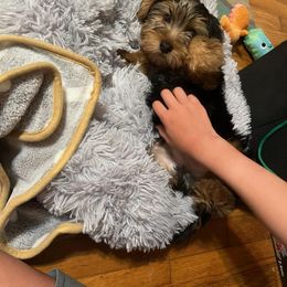 Assorted Doodle Crosses, Double Doodle, Maltipoo, Morkie, and Yorkipoo Puppies from Danza Bolo