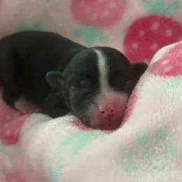Tofu - Black and white male Chinese Crested puppy in Dublin, California from Show Style Chinese Cresteds