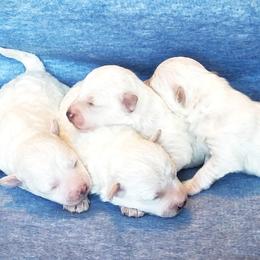 AKC Bichon Frise - Boy 4 - White male Bichon Frise puppy in Spokane Valley, Washington from Anna's Bichon Frise