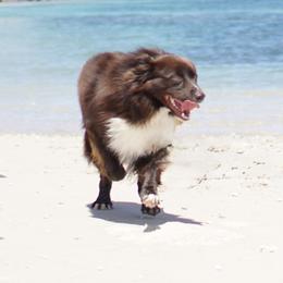 Rocky - Miniature American Shepherd