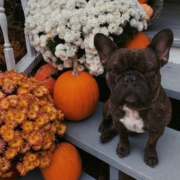 French Bulldog Puppies from Bleu Rock French Bulldogs