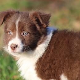 Raven - Red female Border Collie puppy in Tylertown, Mississippi from Cool Meadow Farms
