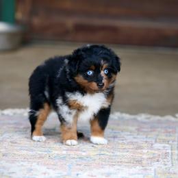 Moon - Blue merle male Toy Australian Shepherd puppy in Prague, Oklahoma from Clay Creek Aussies