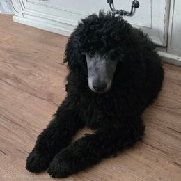 Girl 1 - Blue female Poodle puppy in Hammond, Maine from Meadow Mt Poodles of Maine
