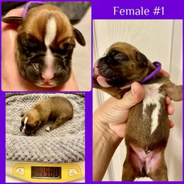 Purple - 1st born - Fawn female Boxer puppy in Brownsville, Oregon from Vincent's Pride Boxers ~ Dudley's Dream Boxers