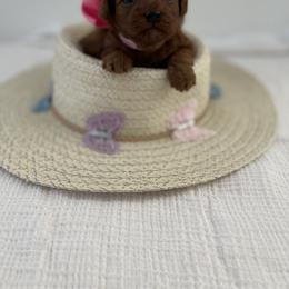 Poodle Puppies from Pups and Paws Toy Poodles