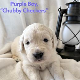 Golden Retriever puppies from Risa’s Goldens