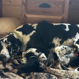 Peaches - Great Dane