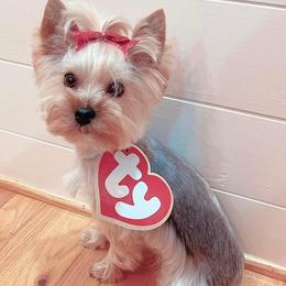Biewer Terriers and Yorkshire Terriers from Donnas DiamondZ
