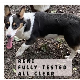 American Corgis, Cardigan Welsh Corgis, and Pembroke Welsh Corgis from Coopers Korner