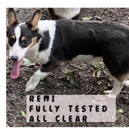 American Corgis, Cardigan Welsh Corgis, and Pembroke Welsh Corgis from Coopers Korner