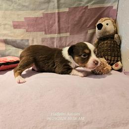 Ryan - Red tri male Toy Australian Shepherd puppy in Snowflake, Arizona from Halfpint Aussies