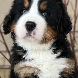 Bernese Mountain Dog Puppies from Bluffside Berners