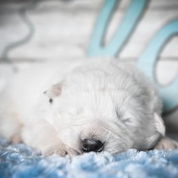 Border Collie, Bordoodle, and Maremma Sheepdog Puppies from 2J 2K Border Collies