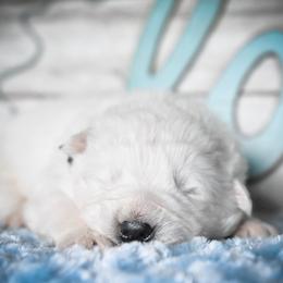Border Collie, Bordoodle, and Maremma Sheepdog Puppies from 2J 2K Border Collies