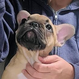 Dora - Fawn French Bulldog puppy in Las Vegas, Nevada from Aloha Paradise Kennel