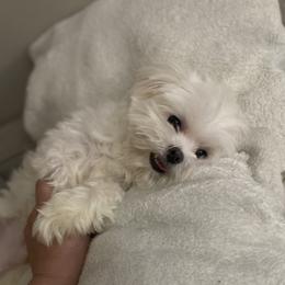 Maltese Puppies from B&O Maltese