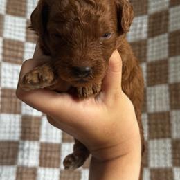 Hudson - Red  male Goldendoodle puppy in Alamance County, North Carolina from Doodle Squad Puppies