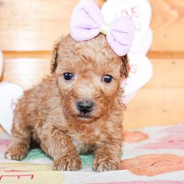 Girl 2 - Red  female Poodle puppy in Hugo, Oklahoma from Ann R.