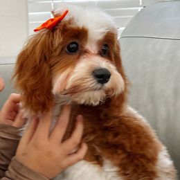 Starlight Baby - Cavapoo