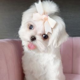 Natalia - White female Maltese puppy in Vinton, Louisiana from Dreams & Love Maltese