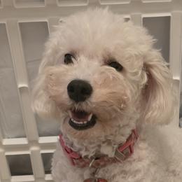 Bichon Frises and Yorkshire Terriers from Joanelly Marshall