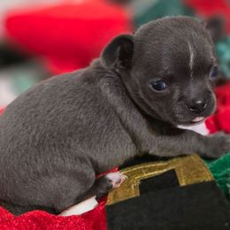 Penelope - Blue female Chihuahua puppy in Amity, Pennsylvania from Rhoda and Verna
