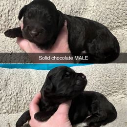Bernedoodle, Cockapoo, and Goldendoodle Puppies from Clad Doodles