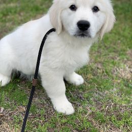 Golden Retriever Puppies from Dreaming Tree Goldens