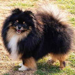 Boots - Pomeranian