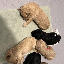 Poodle Puppies from Flint River Poodles