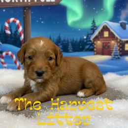 Cornbread - Apricot male Goldendoodle puppy in Houston, Texas from Golden Life Doodles