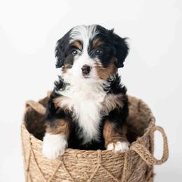 Socks - Tri-color female Bernedoodle puppy in Lititz, Pennsylvania from Sleepy Hollow Acres
