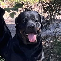 Elektra - Rottweiler