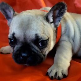 French Bulldogs from Grinning Frenchies