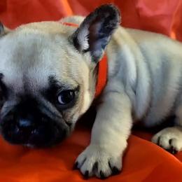 French Bulldogs from Grinning Frenchies