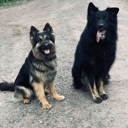 German Shepherd All Grown Up from Ashley Newgard's German Shepherds